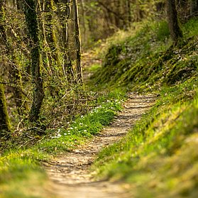 über kleine Waldpfade