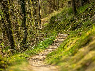 über kleine Waldpfade