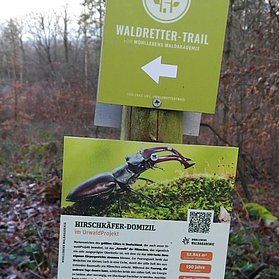 Hirschkäfer Waldretter-Trail