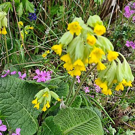 Heimische Schlüsselblume & Waldstorchenschnabel