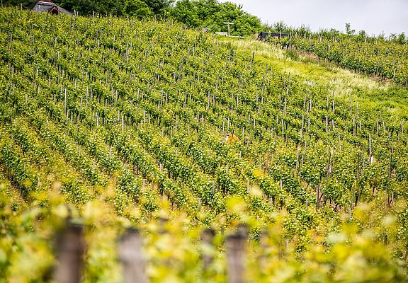 Weinberge im Ahrtal