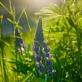 Wilde Lupine