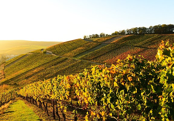 Weinberge im Ahrtal