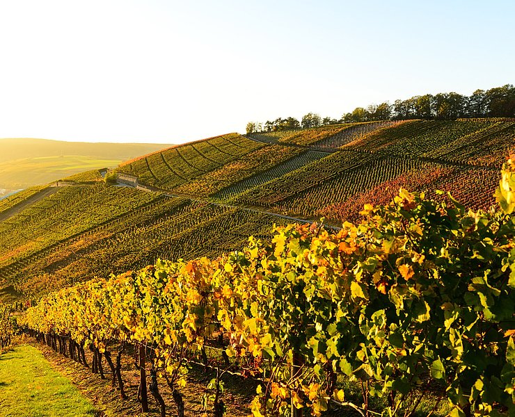 Weinberge im Ahrtal