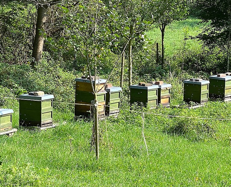 Bienenstöcke neben dem Sportplatz