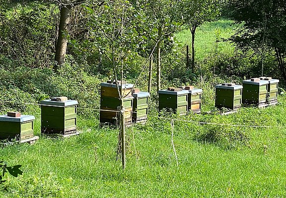 Bienenstöcke neben dem Sportplatz