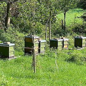 Bienenstöcke neben dem Sportplatz