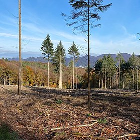 Ausblick auf das Siebengebirge vom Waldweg auf der Rheinhöhe