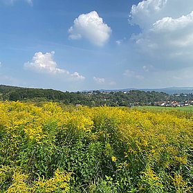 Rheinhöhe Oberwinter und Siebengebirge