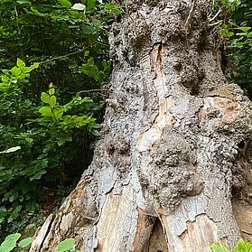 Knorriger Baum am Wegesrand