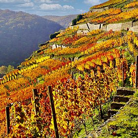 Weinlage Alte Lay - Walporzheim