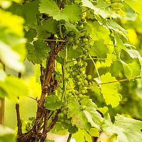 rebstöcke garten