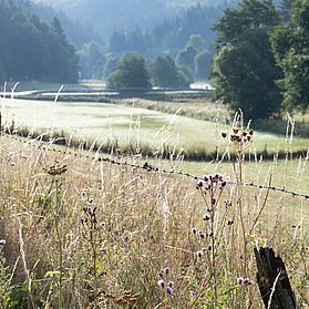Morgensonne in der Eifel