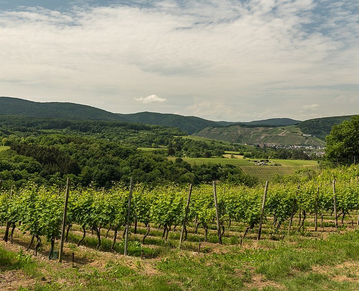 Ahrsteig Blick auf Weinberge