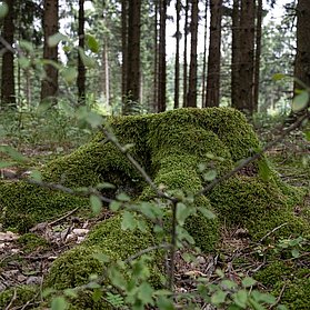 vermooster Baum