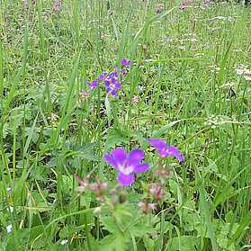 Blumenvielfalt entlang der kleinen Burgrunde