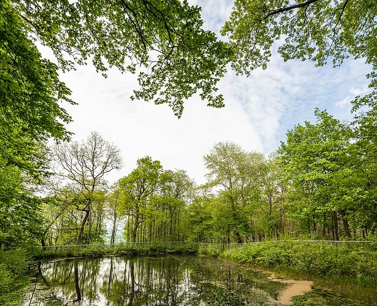 Teich an der Burgweiherhütte Nürburg