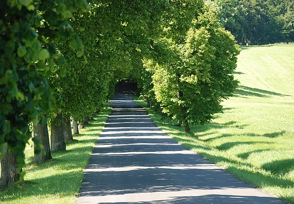 Lindenallee zur Schutzengelkapelle Aremberg