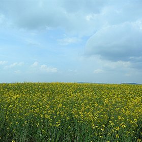 Rapsfeld in der Hocheifel