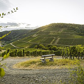 Weinberge bei Mayschoss