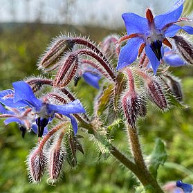 Wilde Blumenwiese am Waldrand