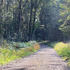 Lichter Waldweg am Golfplatz