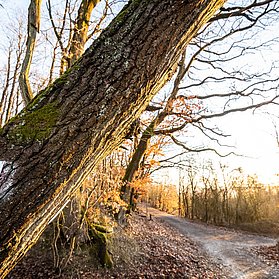 AhrSteig im Winter