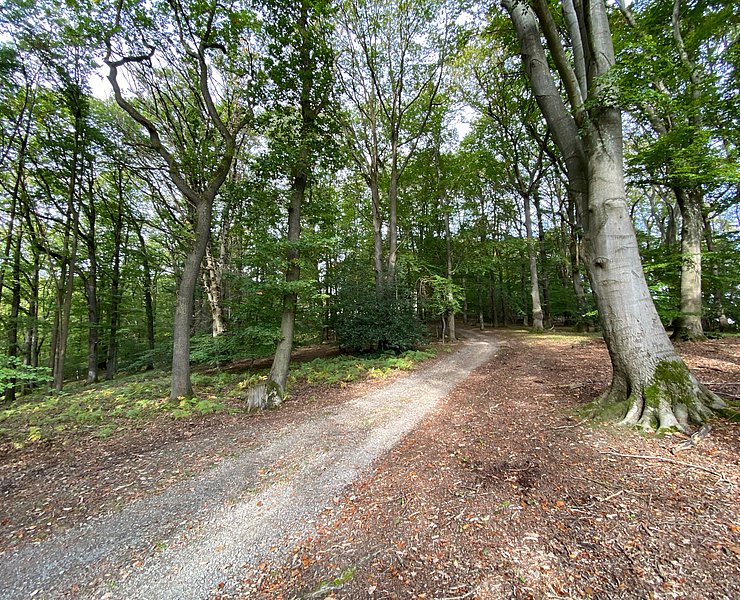 Wanderweg im Laubwald oberhalb von Oberwinter