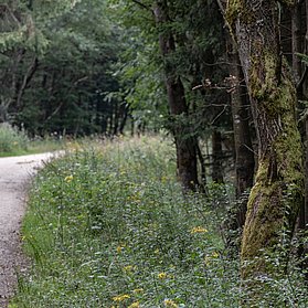 Forstweg