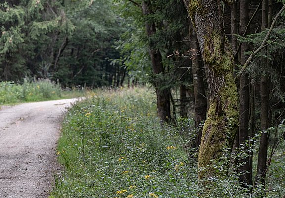 Forstweg