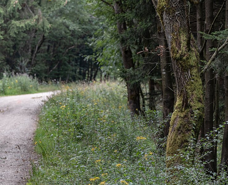 Forstweg