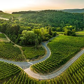Weinberge oberhalb von Walporzheim