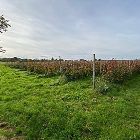 Auf dem Rodderberg