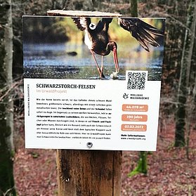 Schwarzstorch Waldretter-Trail