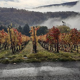 Herbststimmung auf dem Rotwein-Wanderweg .