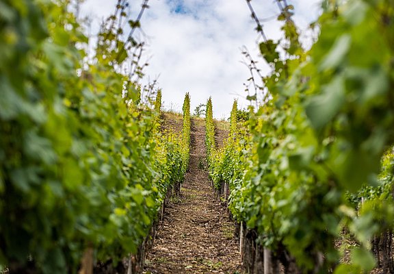 Weinreben an der Ahr