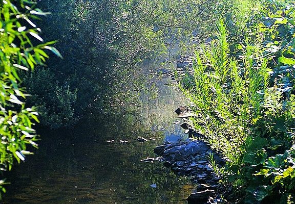 Partnerweg des Eifelsteiges: Eifeler Quellenpfad