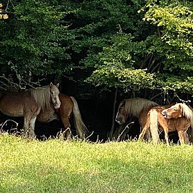 Pferdeweide am Wegesrand
