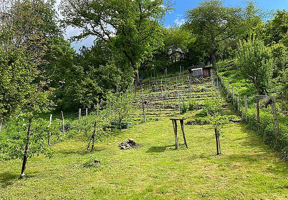 Kleiner, privater Weinberg in Bandorf