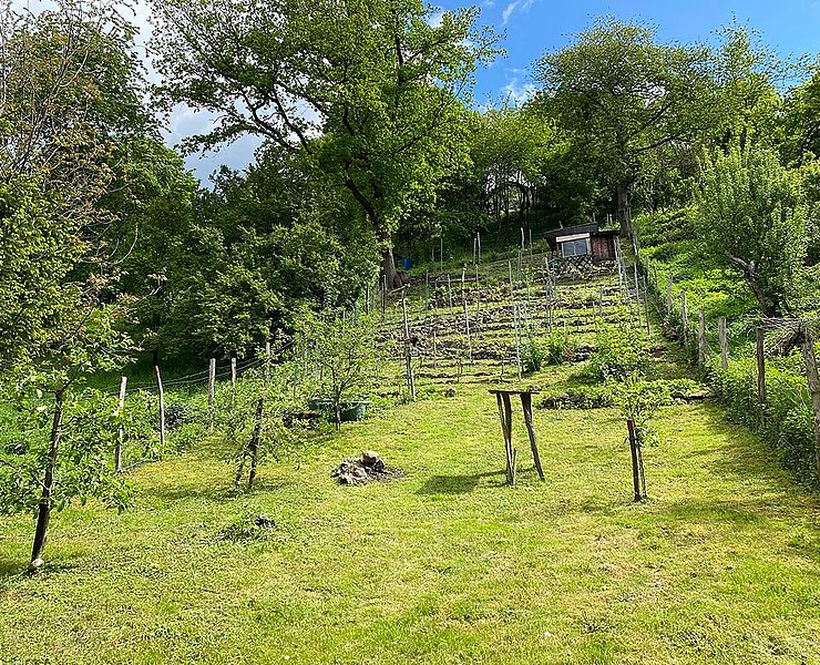 Kleiner, privater Weinberg in Bandorf