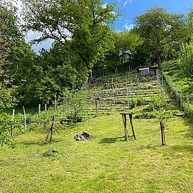 Kleiner, privater Weinberg in Bandorf