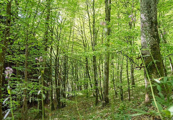 Urwuchs Buchenwald im Urwaldprojekt Wohllebens Waldakademie