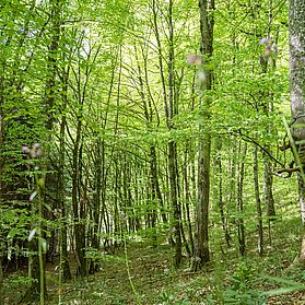 Urwuchs Buchenwald im Urwaldprojekt Wohllebens Waldakademie
