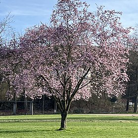 Dahliengarten im Frühjahr