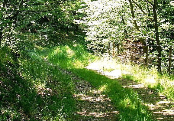 Durch Wald und Flur