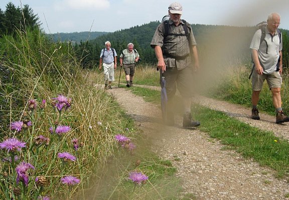 Partnerweg des Eifelsteiges: Eifeler Quellenpfad