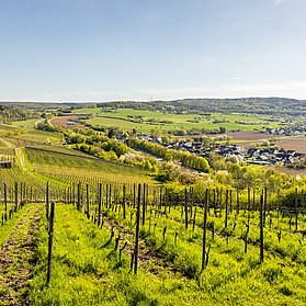 Weinberge bei Ehlingen