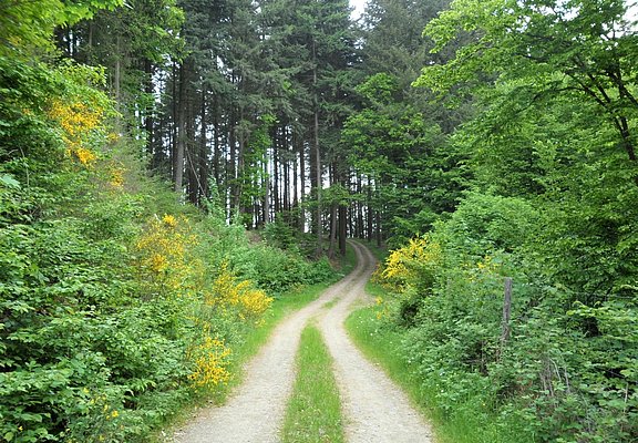 Aufstieg nach Wershofen