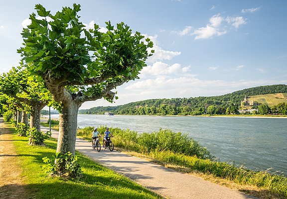 Rheinradweg bei Bad Breisig
