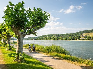 Rheinradweg bei Bad Breisig